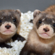 Illustration for article titled Breakthrough for Black-footed Ferrets Bodes Well for Other Endangered Species